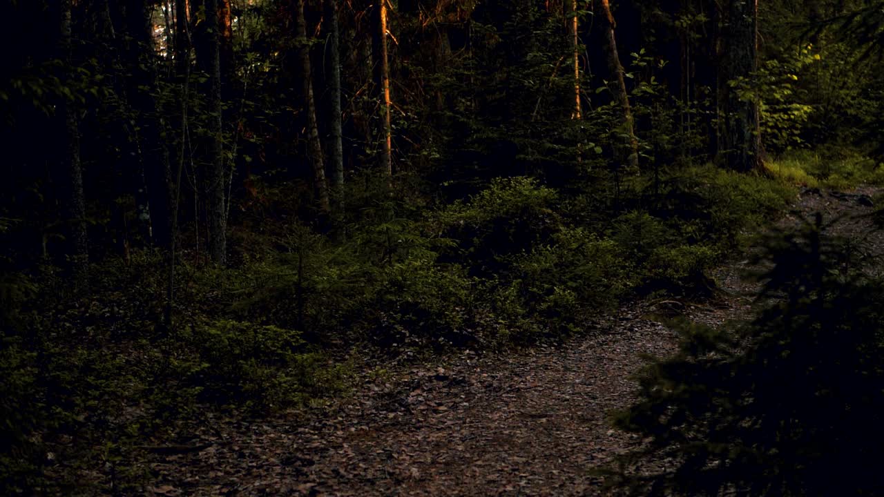 Sentiero oscuro nella foresta al tramonto.