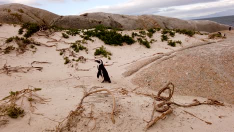 pingüinos africanos en boulders beach, ciudad del cabo, sudáfrica