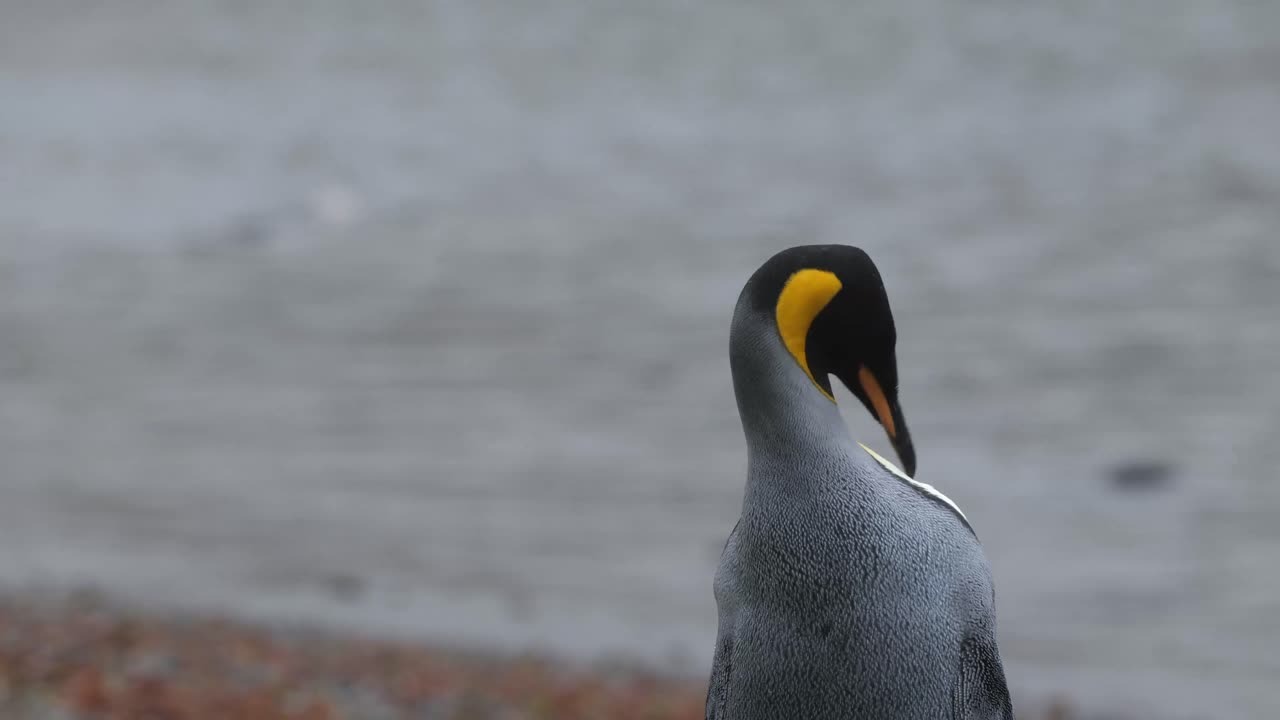 primer plano de un pingüino rey limpiando sus plumas frente al mar