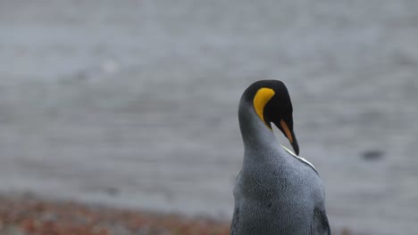 Nahaufnahme-Eines-Königspinguins,-Der-Seine-Federn-Vor-Dem-Meer-Reinigt