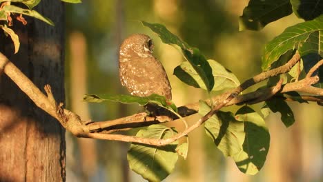 Owl-in-tree-enjoing-sunset-UHD-MP4-4k-