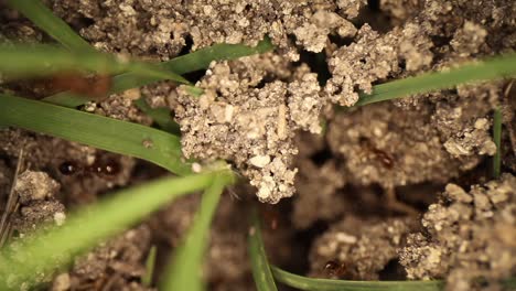 Top-down-static-shot-of-a-disturbed-fire-ant-mound,-many-blades-of-grass-sticking-out-of-the-dirt