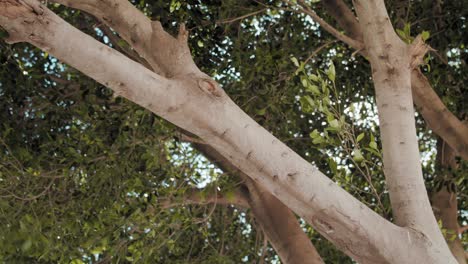 close-up of tree trunk and branches with lush green leaves