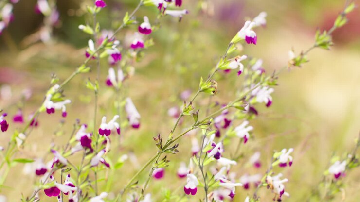 Close Up Of Flowers On Salvia Plant Growing Outdoors In Garden 1
