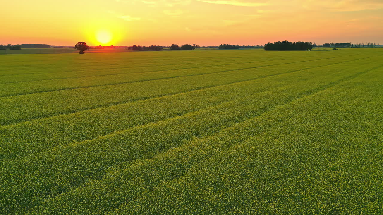 Aerial drone fly slow in green agricultural fields, a sunset skyline background
