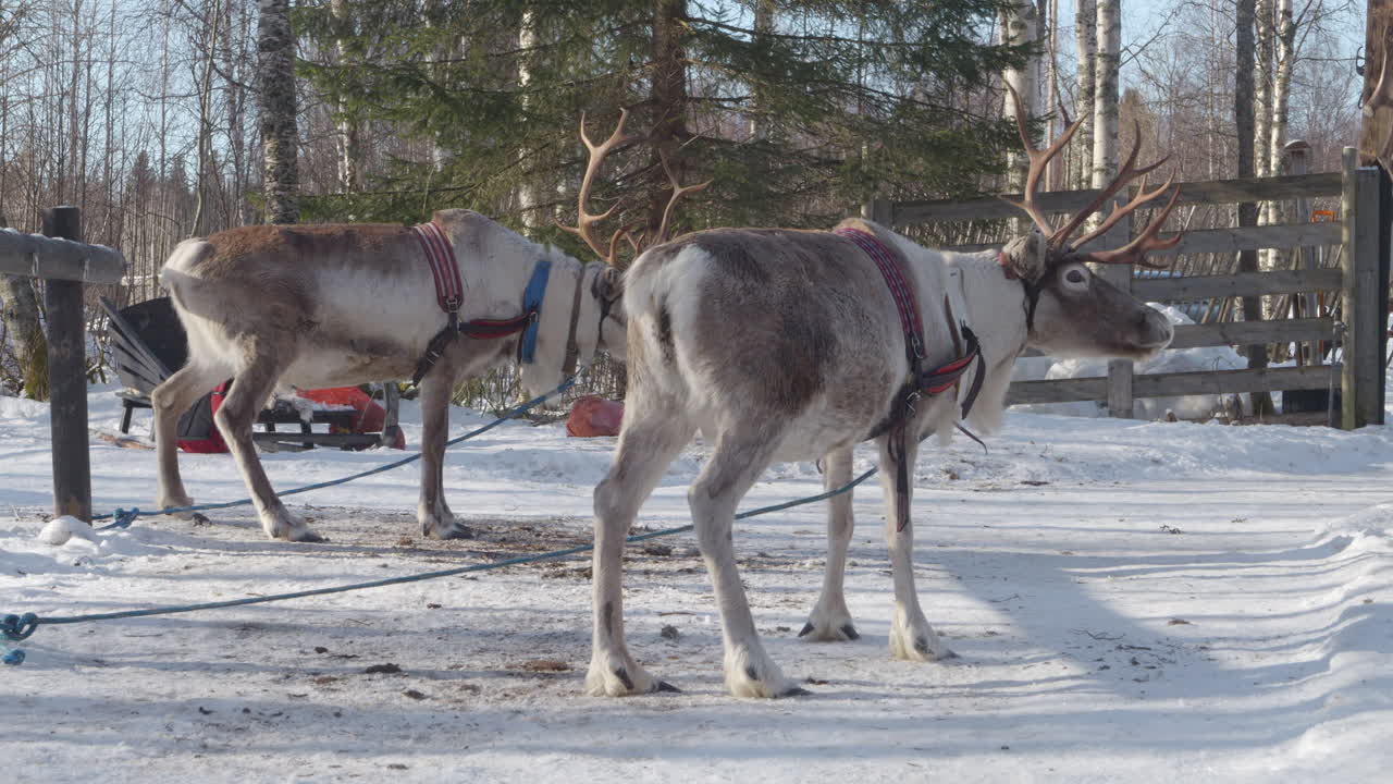 Reindeer with Harness in Winter Forest in Lapland - Sunny Day