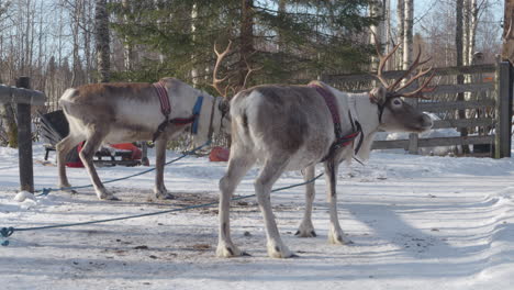reindeer with harness in winter forest in lapland - sunny day