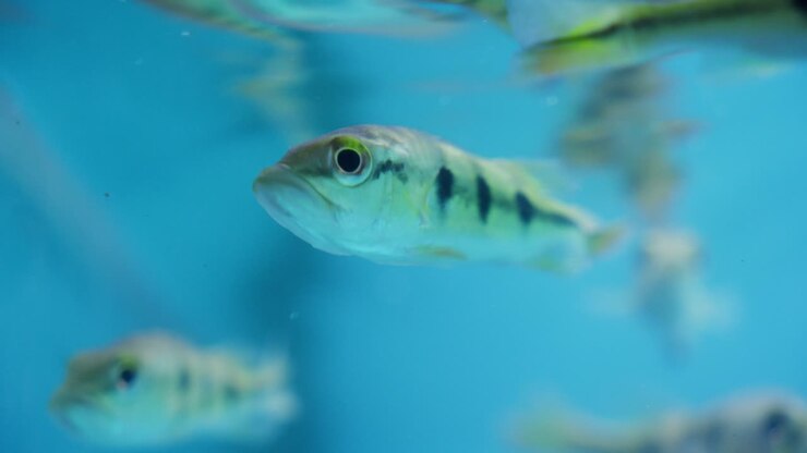 Small young butterfly peacock bass fish swimming in aquarium