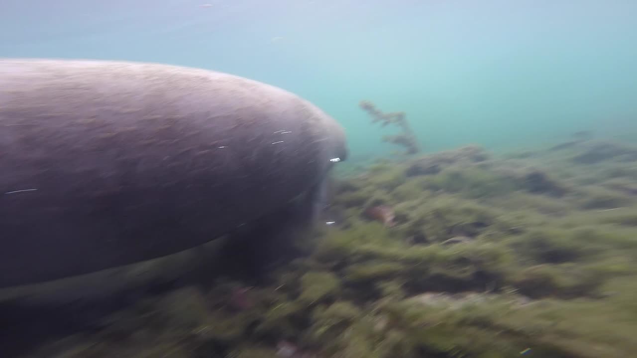 el manatí viene a tomar el aire.