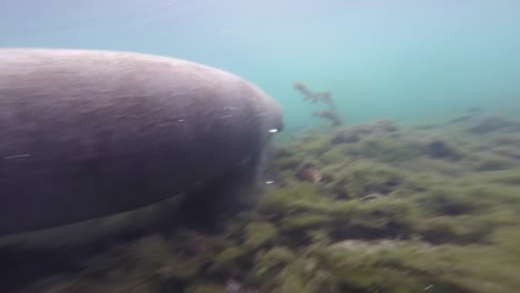 manatee coming up for air