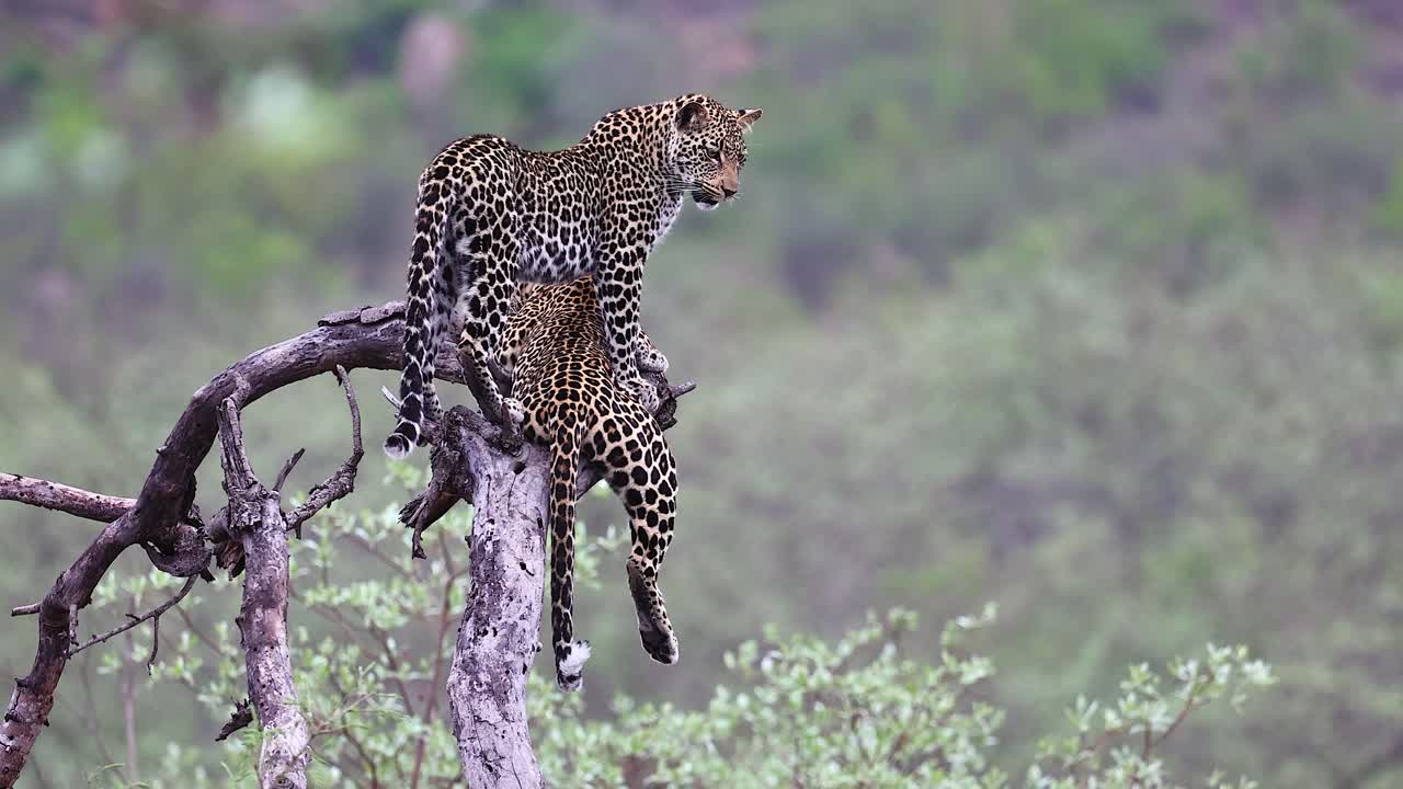 Two leopards pose in tree branch against green forest bokeh background