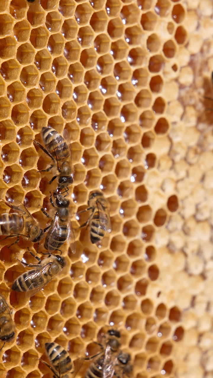 Small stripy bees crawl by the wax frame. Busy insects working hard sealing the produced honey in cells. Close up. Vertical video