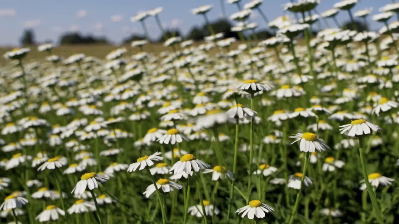Low-angle video shot of a field of daisies, focusing on vibrant yellow centers and white petals
