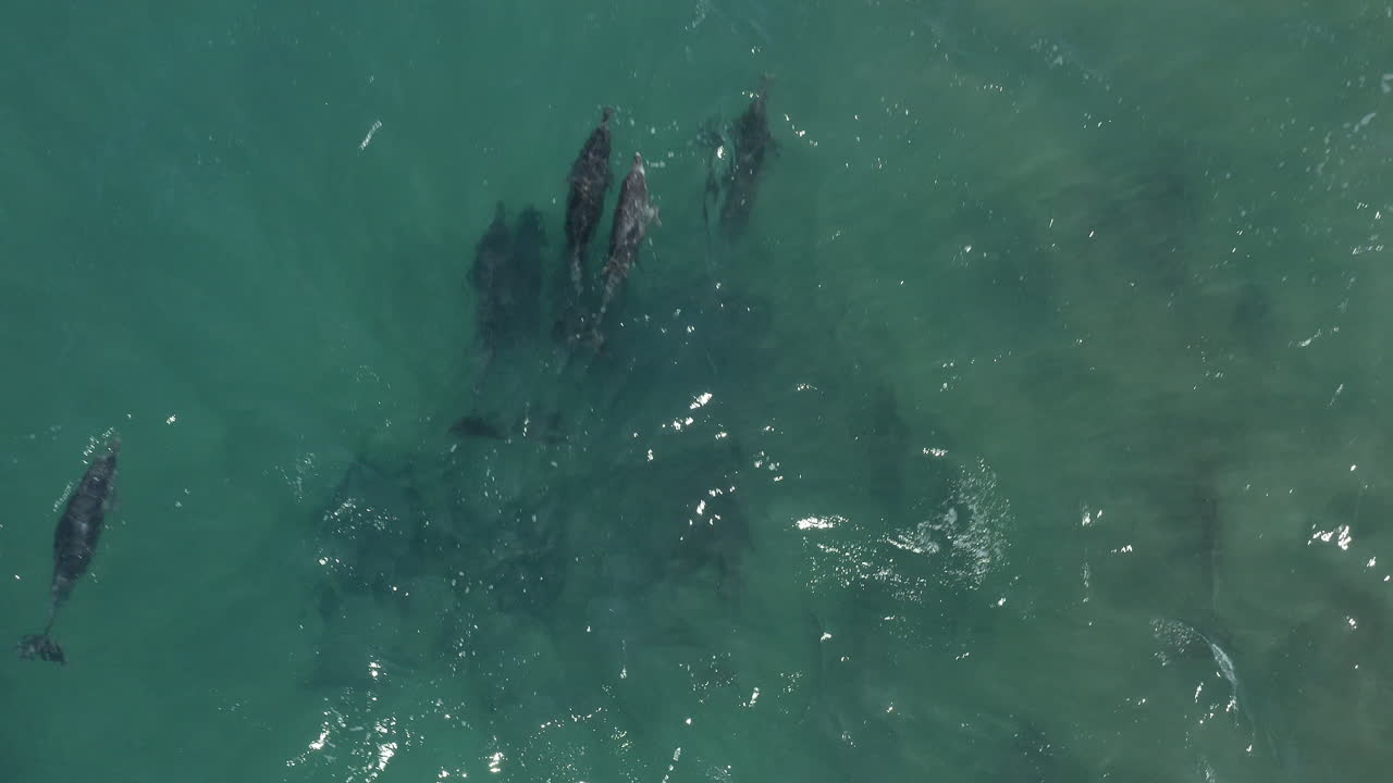 una escuela de delfines nadando en el océano