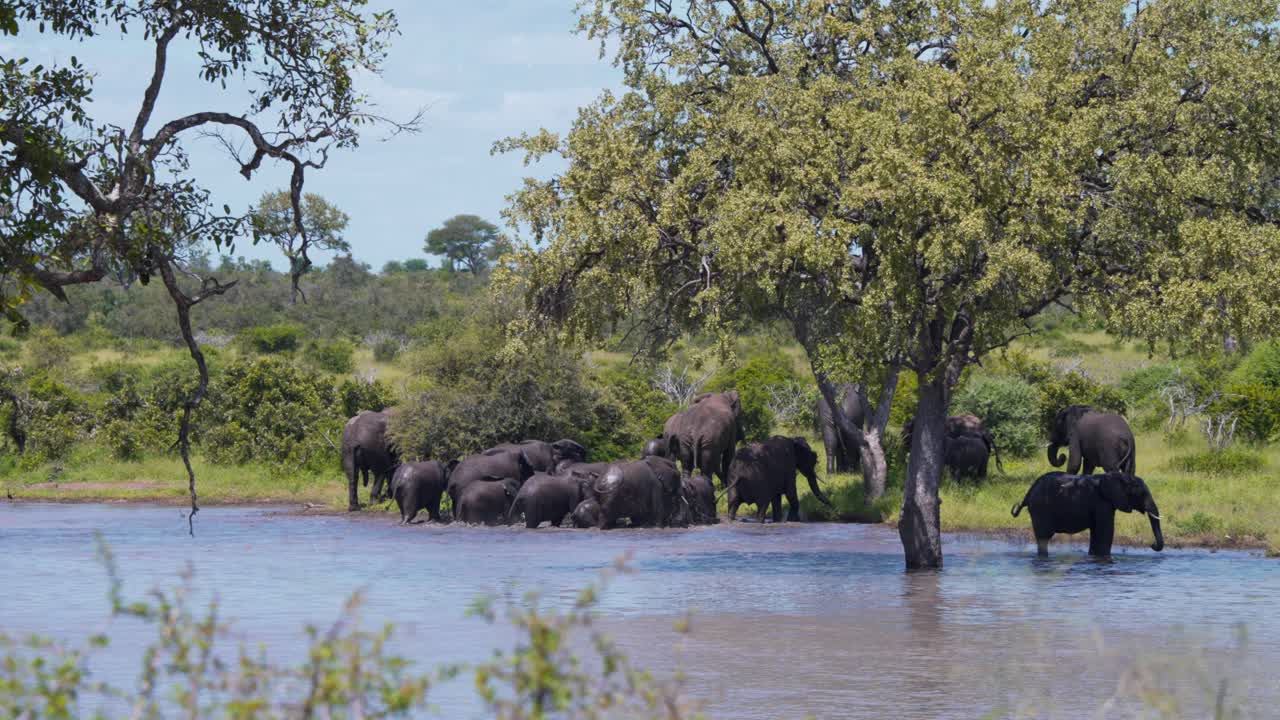 아프리카 코끼리 무리 가 울창 한 풀 가 있는 해안 에 있는 호수 물 에서 나오고 있다