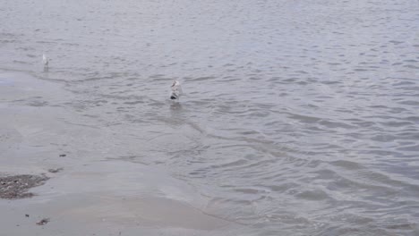 Möwe,-Die-Im-Wasser-Der-Nordsee-Steht-Und-Versucht,-Einen-Seestern-Zu-Fressen