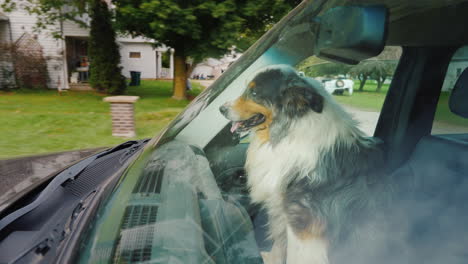 the dog travels in the car sits next to the driver the windshield reflects trees