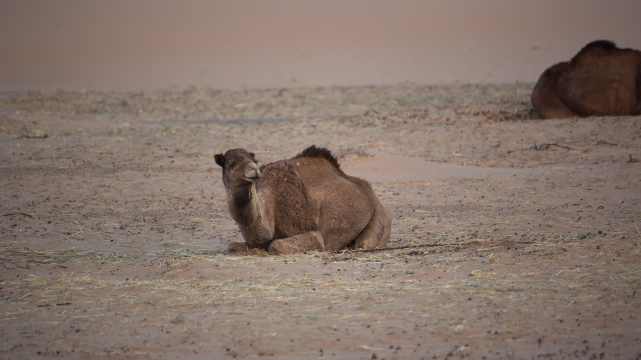 merzouga en el desierto del sáhara en marruecos