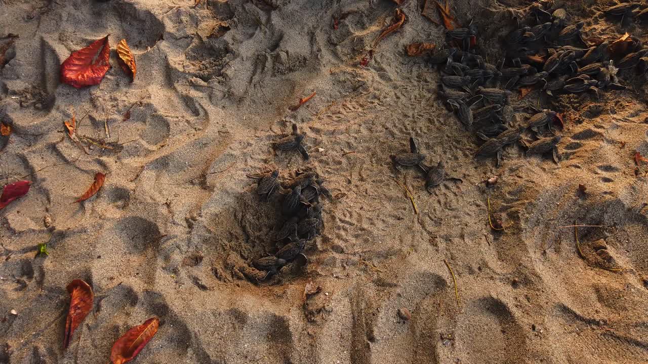 마지막 장수 거북 새끼 새끼들이 모래 무덤을 빠져나와 파도 소리를 향해 나아갑니다.