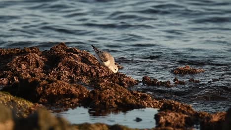 sanderlings pecking sand near sea