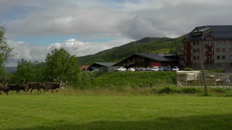 a herd of reindeers passing in front of a ski lodge in the swedish mountains