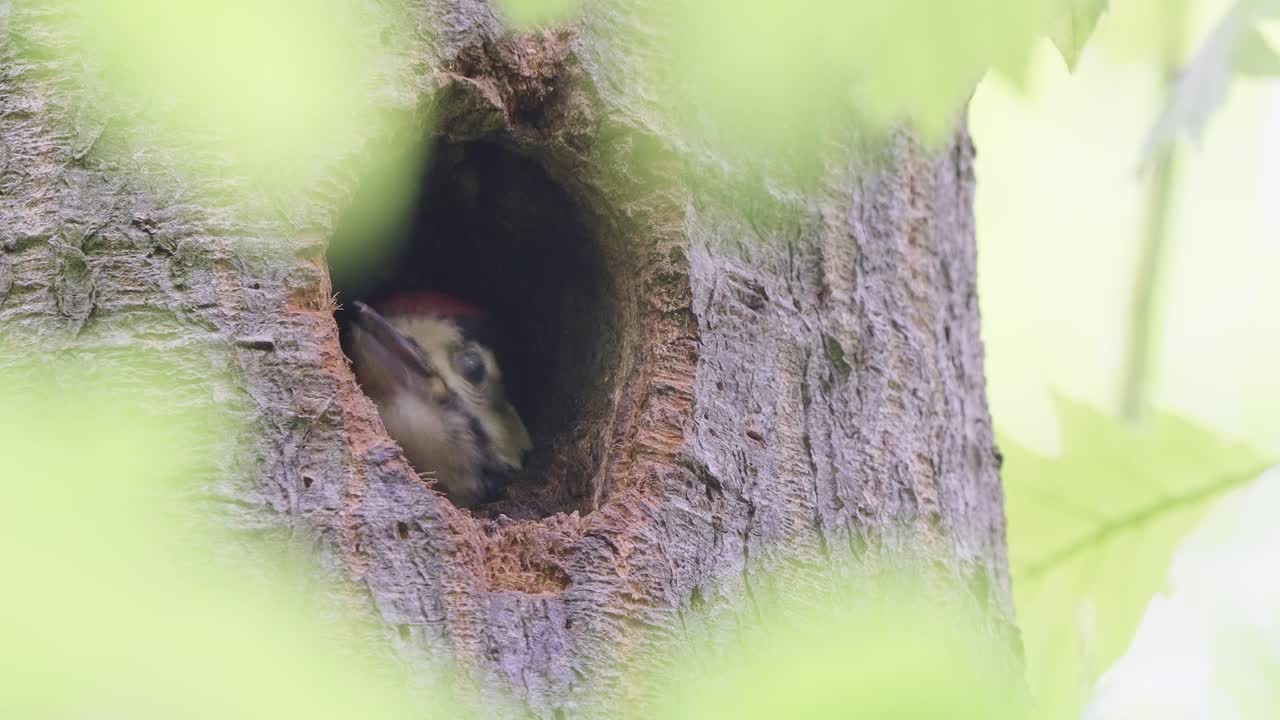 polluelo de pájaro carpintero piando y asomándose desde el agujero del nido del árbol en el bosque