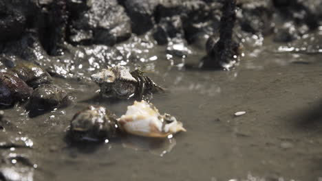 hermit crabs moving around in wet sand in mangrove