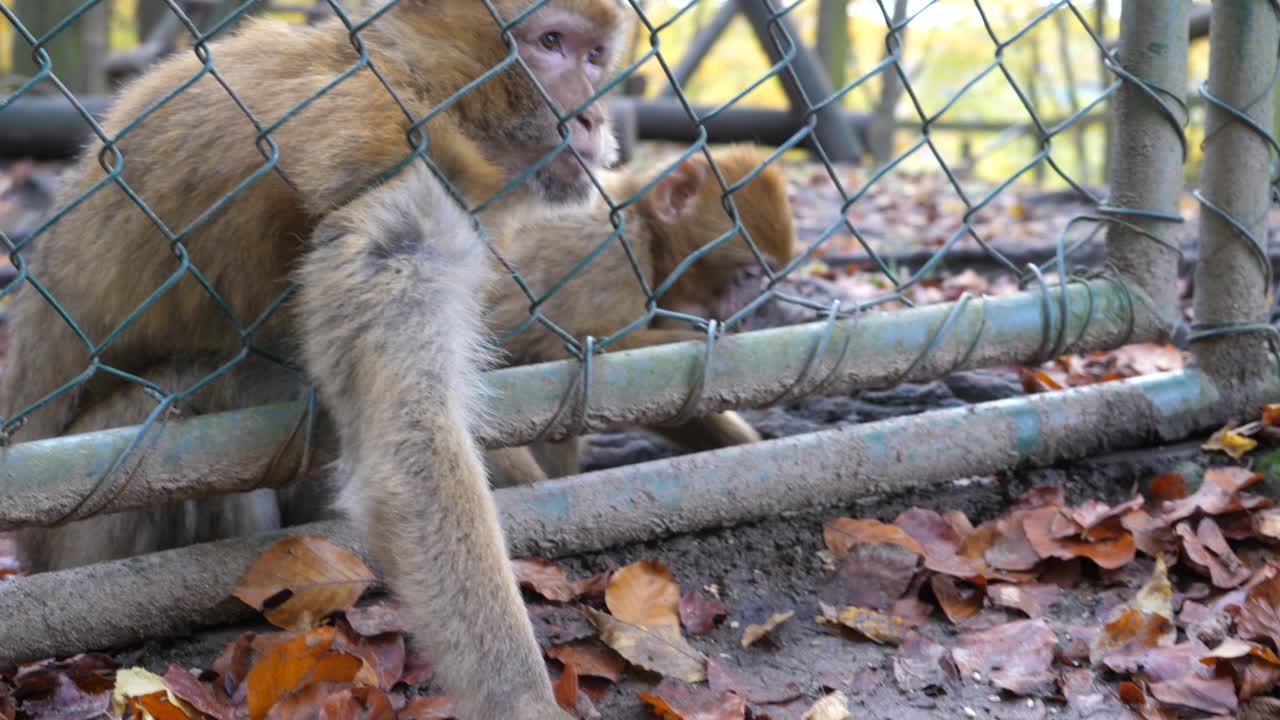 una hermosa madre mono y un dulce simio barbary bebé atraviesan la cerca con los brazos para alcanzar la comida