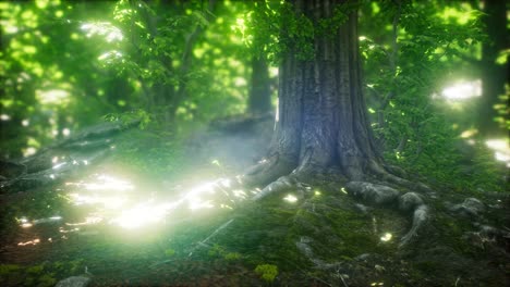 Sun-Light-in-the-Green-Forest