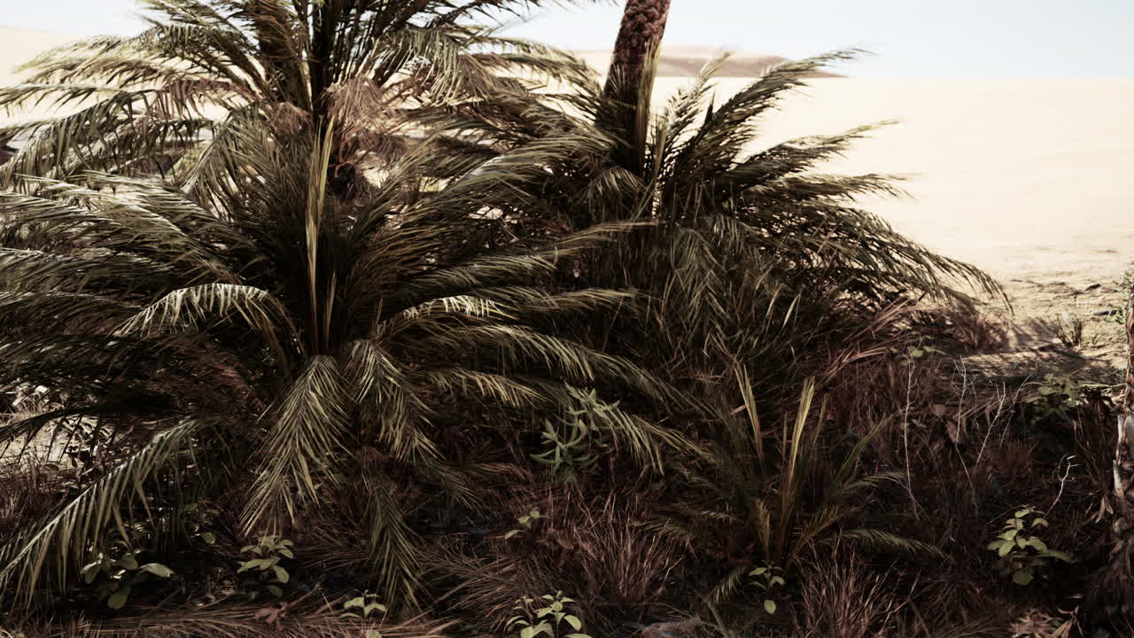 Landscape of oasis with palm trees