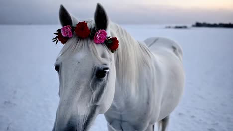 white horse with floral crown in snowy field