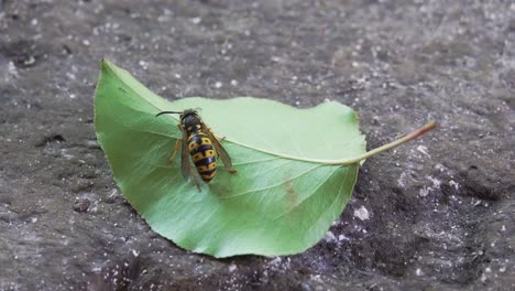 Primer-Plano-De-Una-Avispa-Chaqueta-Amarilla-En-La-Hoja,-ángulo-Alternativo