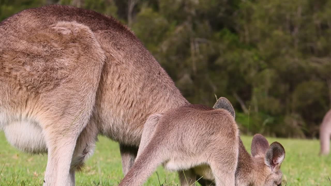 A kangaroo and its joey graze and interact in a lush green field.