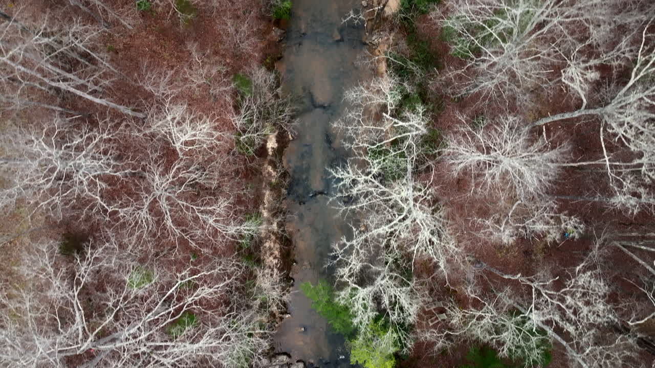 Sawney's Creek centered birdseye in winter