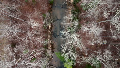 sawney's creek centered birdseye in winter