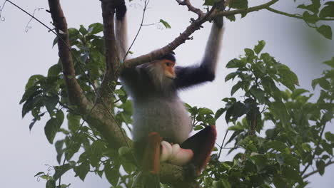 A-rare-red-shanked-Douc-in-the-mountains-of-Sun-Tra-Vietnam