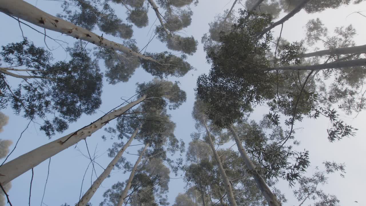 plantación de bosques en uruguay