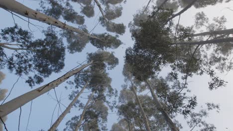 Plantación-De-Bosque-En-Uruguay