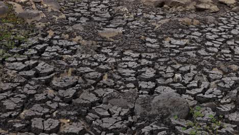 the last water of a puddle is disappearing in the african savannah