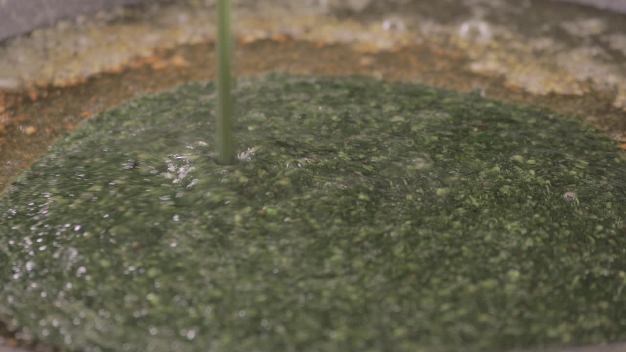 이집트 모로키아 (egyptian molochya) 는 새로 만들어진 긴 마늘에 떨어지고 4k에 촬영됩니다.