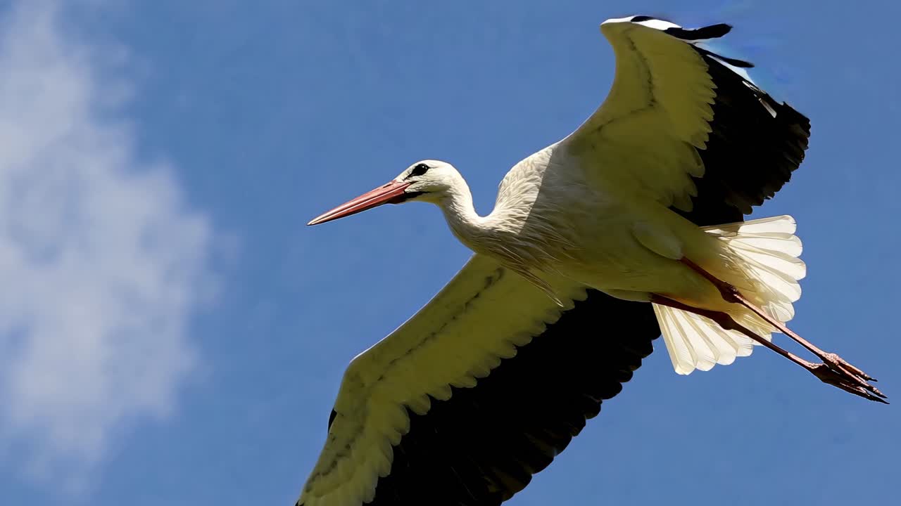 Stork in Flight