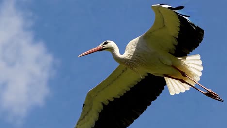 stork in flight