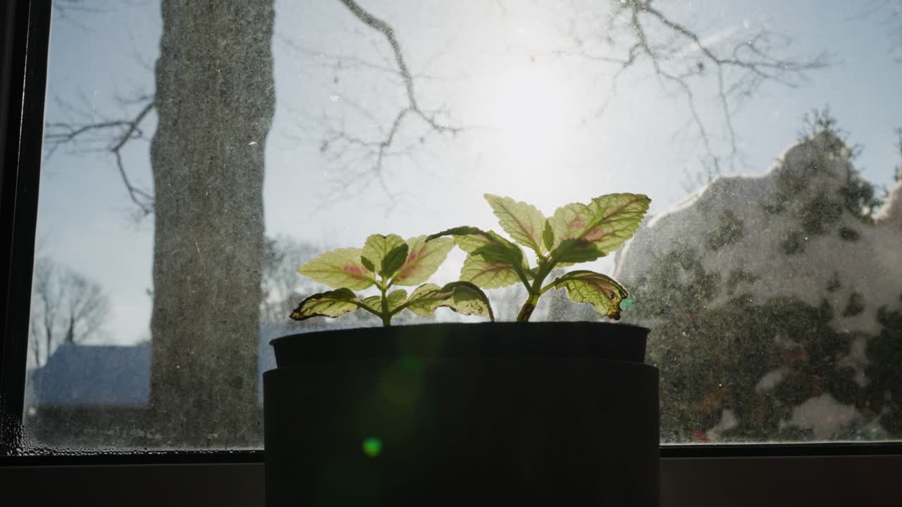 Plant Leaves bathing in sunlight in a flower pot on a windowsill in winter.