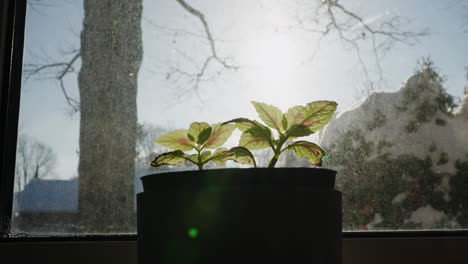 Plant Leaves bathing in sunlight in a flower pot on a windowsill in winter.