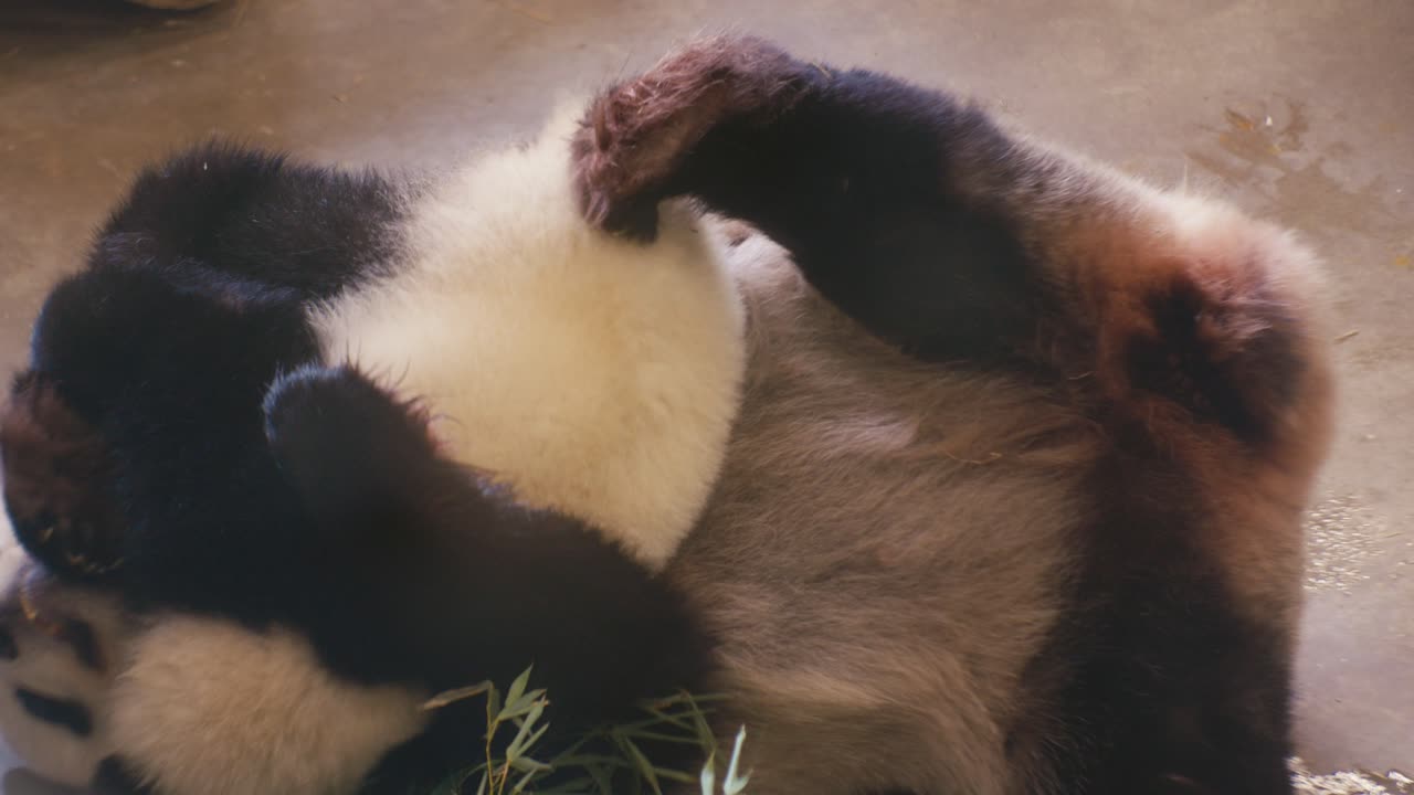 panda hugs it's baby and lies on it's back, wildlife animals in the zoo, close-up view, digital film look