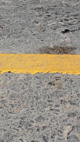 Un-Escarabajo-Del-Desierto,-También-Conocido-Como-Stenocara,-Visto-En-La-Carretera-Cerca-Del-Desierto,-Intentando-Escapar.