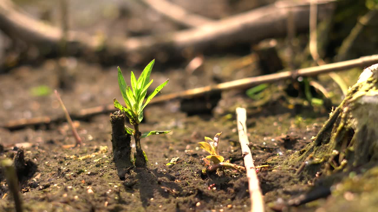 4k small green plant grew through the ground, hope faith sunny