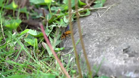 Grassy-foreground-surrounds-wasp-crawling-along-edge-of-concrete-platform