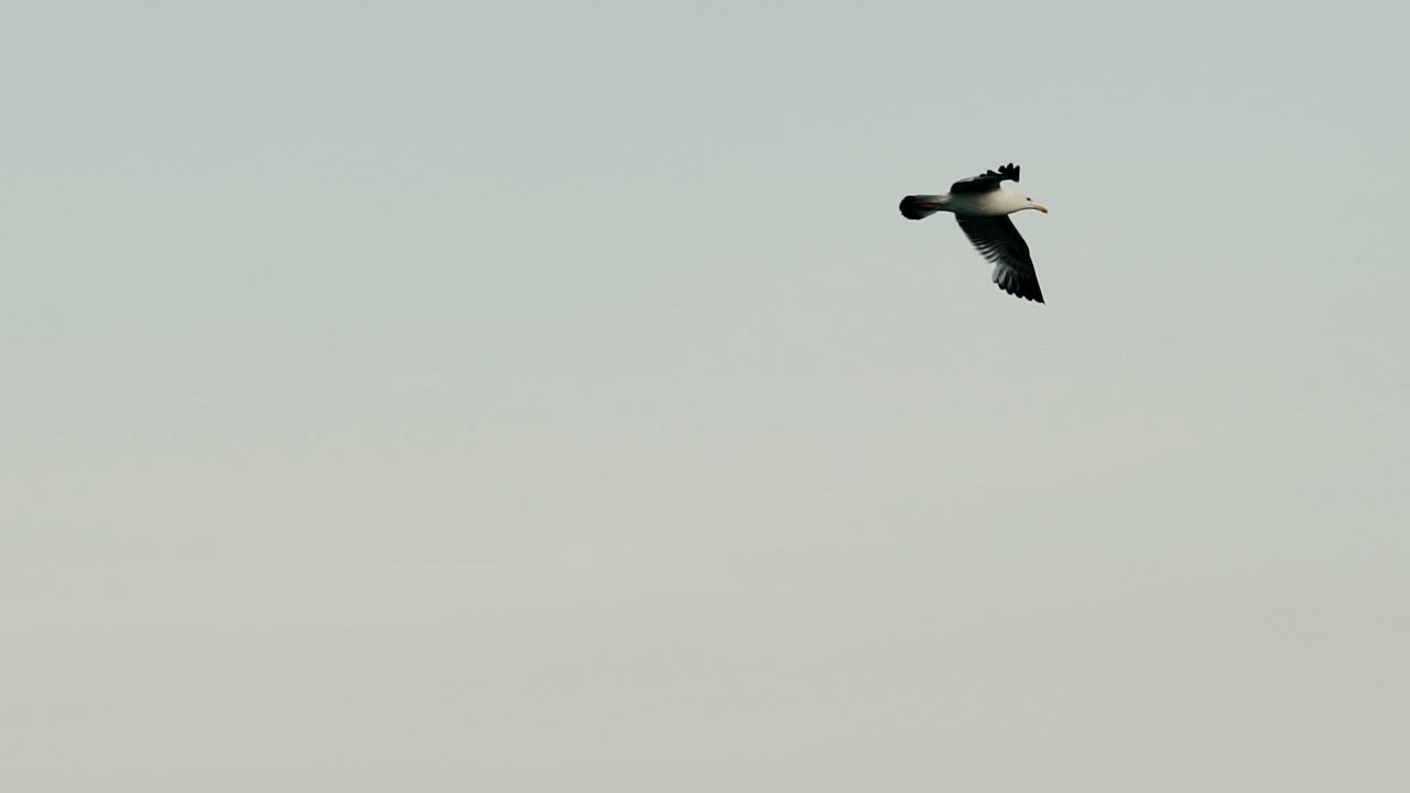 Seagull flying in the blue sky. Slow motion.