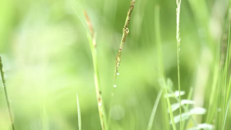 dewey grass